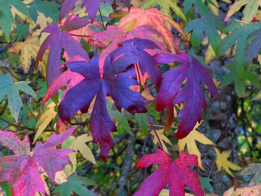 Ликвидамбар Восточный (Liquidambar orientalis)