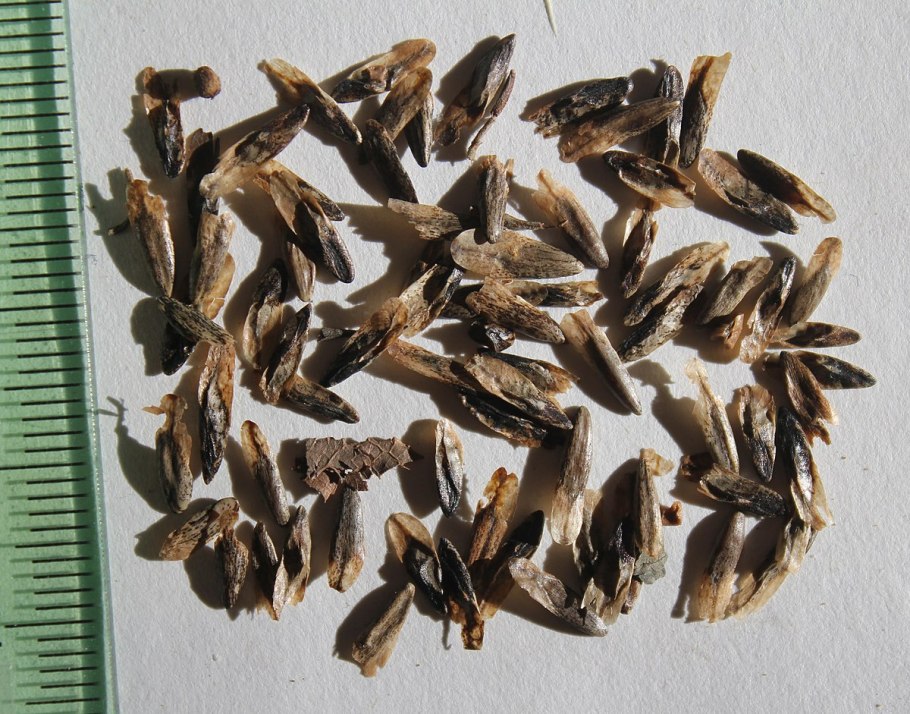 Liquidambar orientalis смола