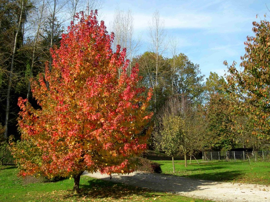 Амбровое дерево (Liquidambar styraciflua)