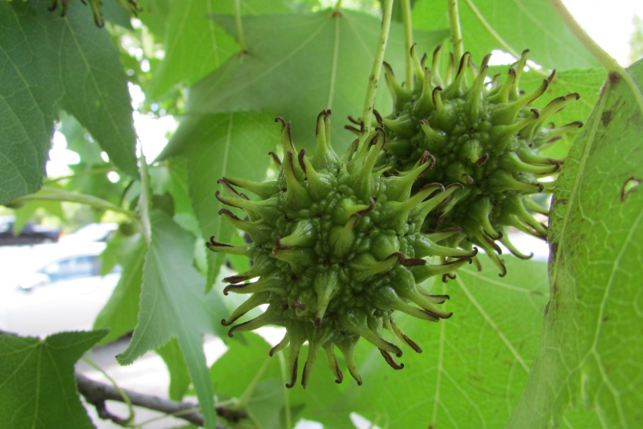 Liquidambar formosana