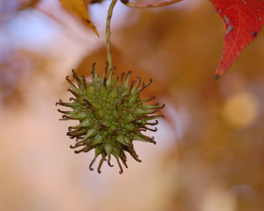 Liquidambar styraciflua