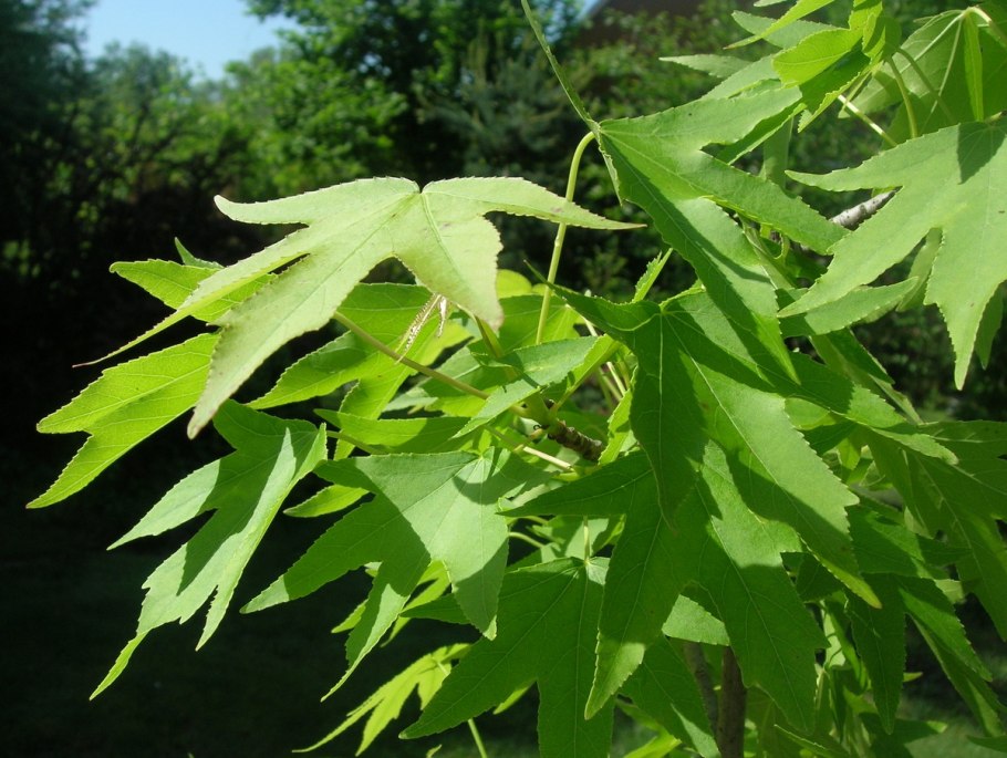 Liquidambar formosana