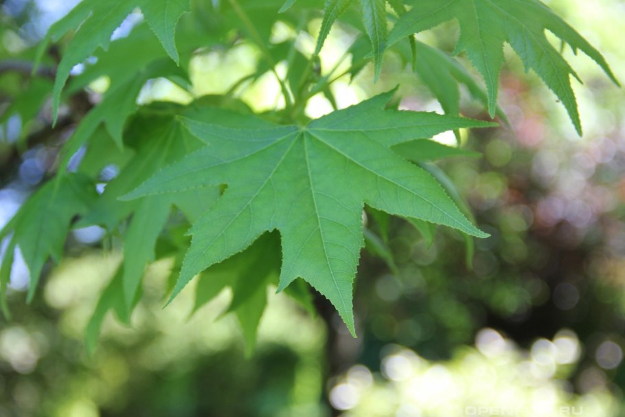 Ликвидамбар размножение семенами