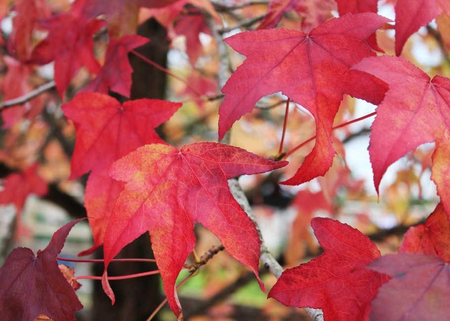 Ликвидамбар сухоцвет