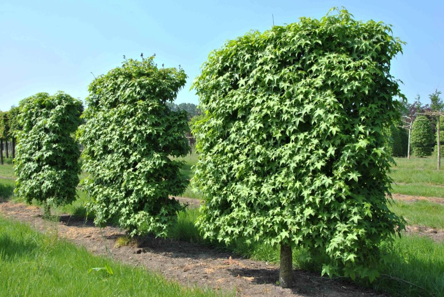 Ликвидамбар смолоносный шишки