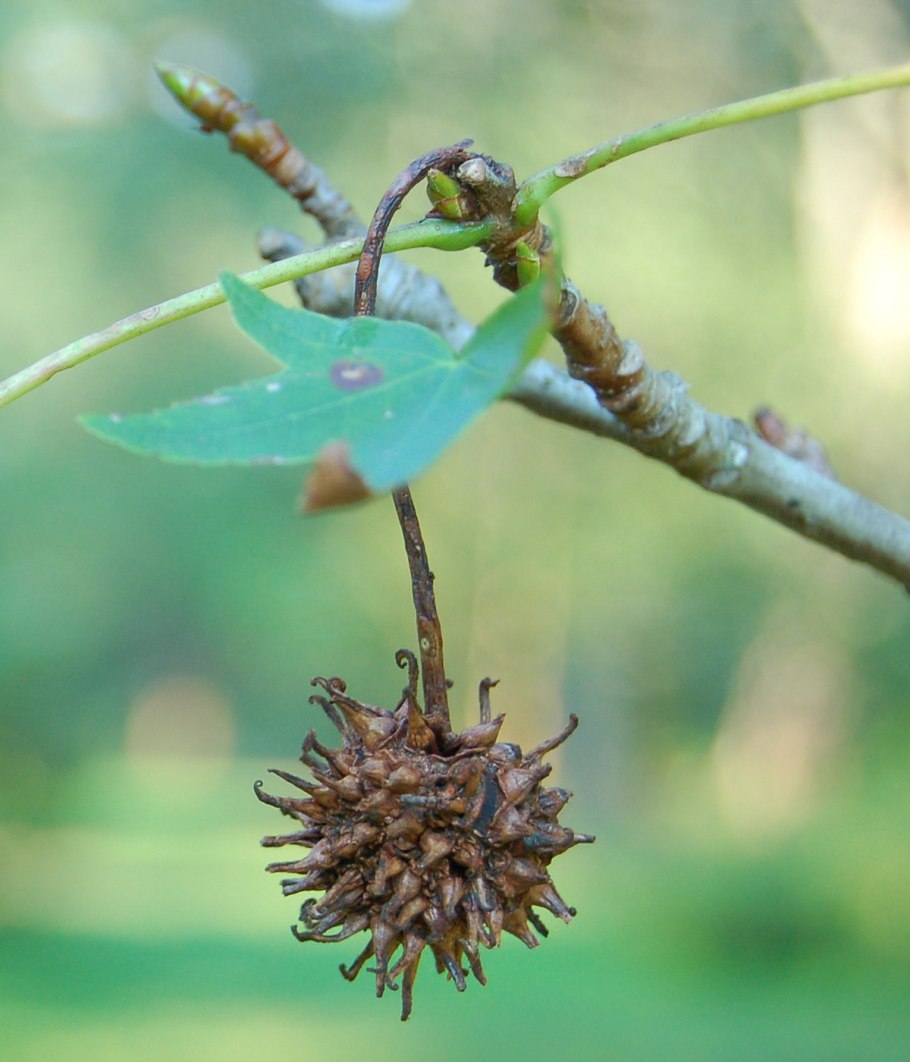 Ликвидамбар стираксовый