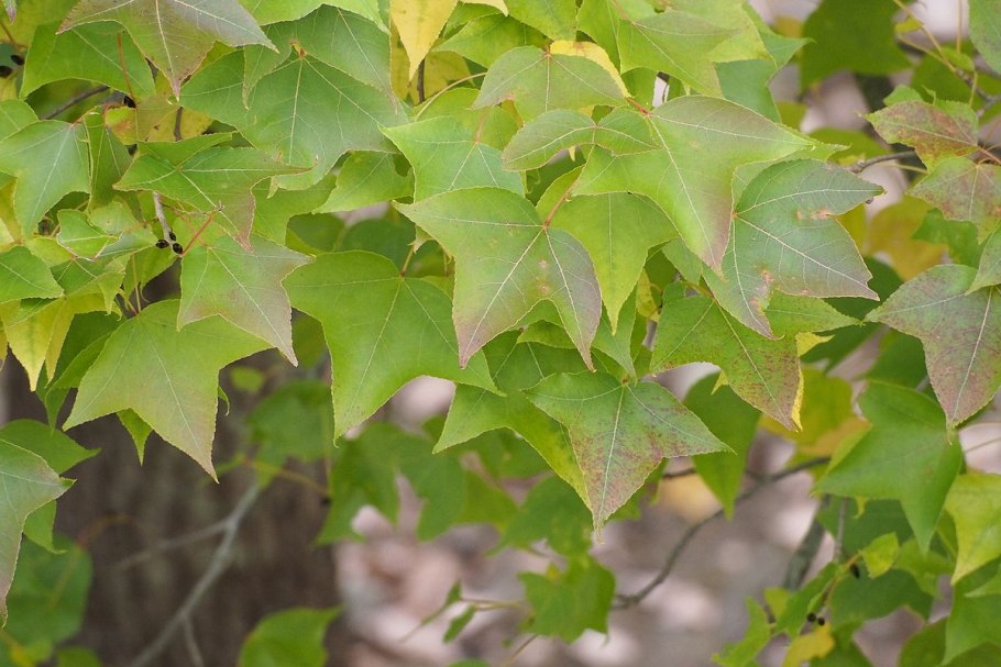 Амбровое дерево (Liquidambar styraciflua)