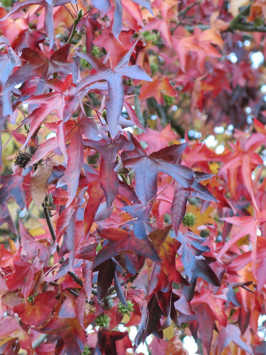 Liquidambar styraciflua