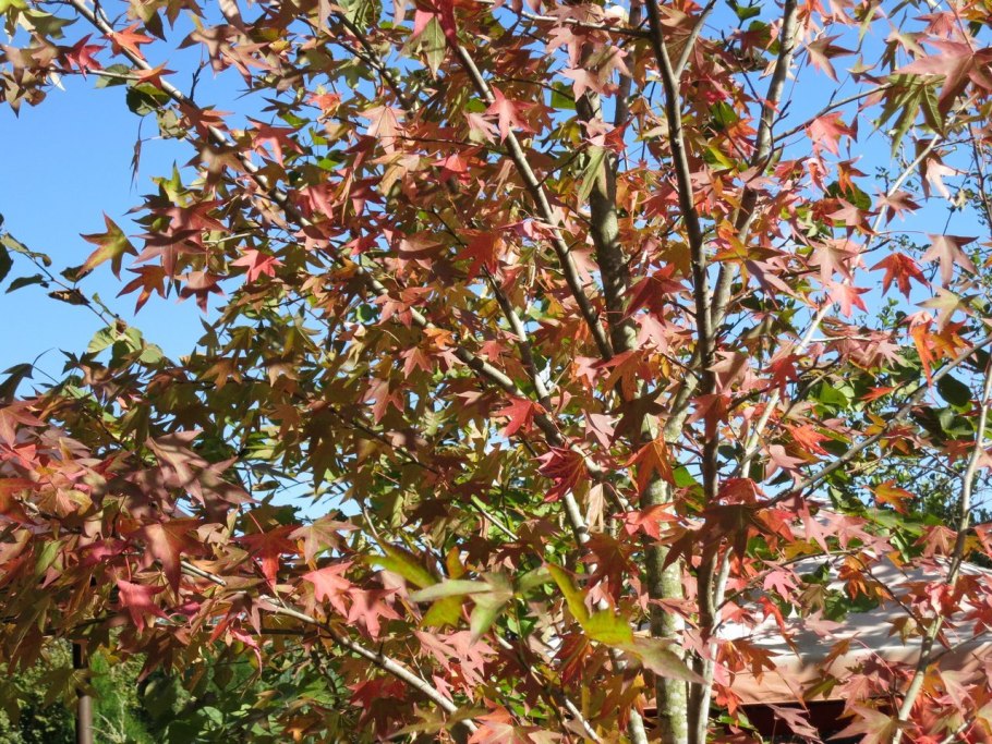 Ликвидамбар смолоносный