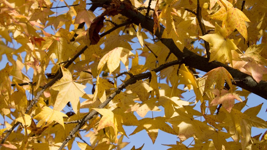 Ликвидамбар чёрный цветок