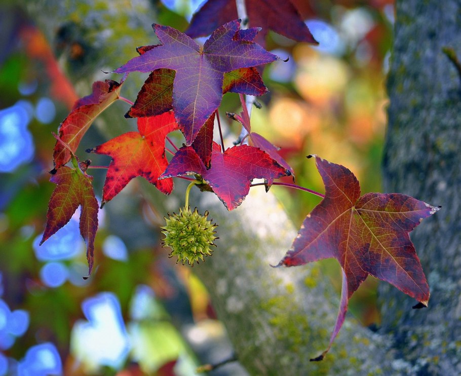 Ликвидамбар смолоносный амбровое дерево