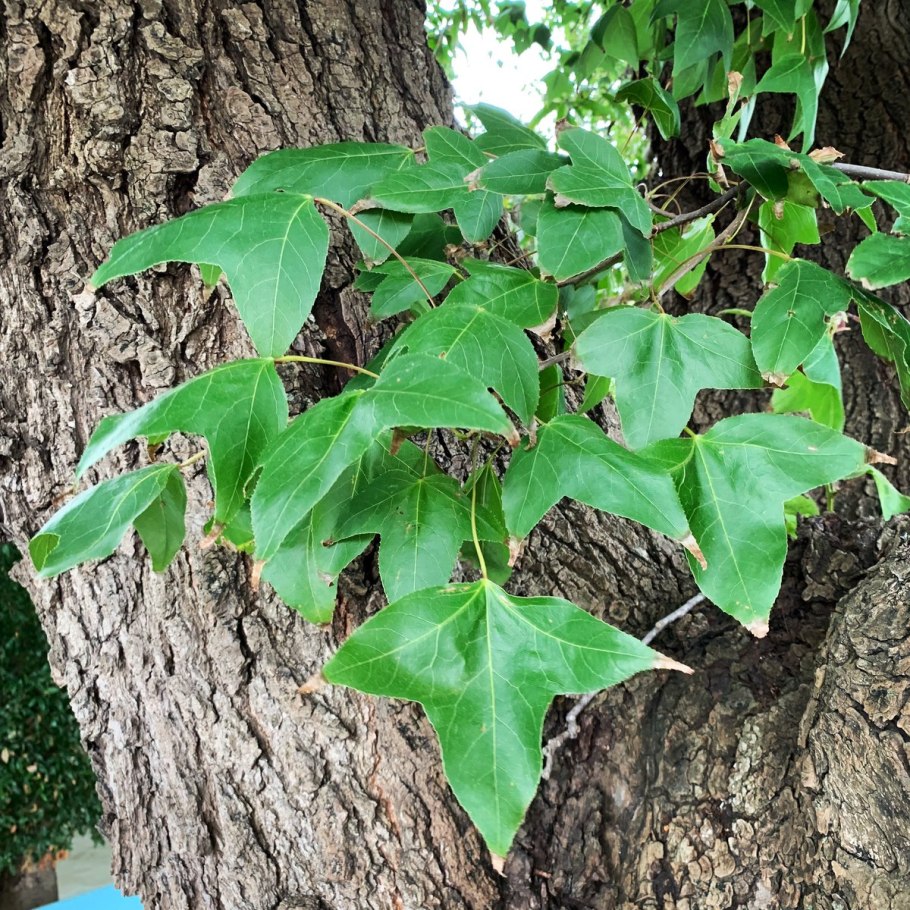 Шишки клена ликвидамбар