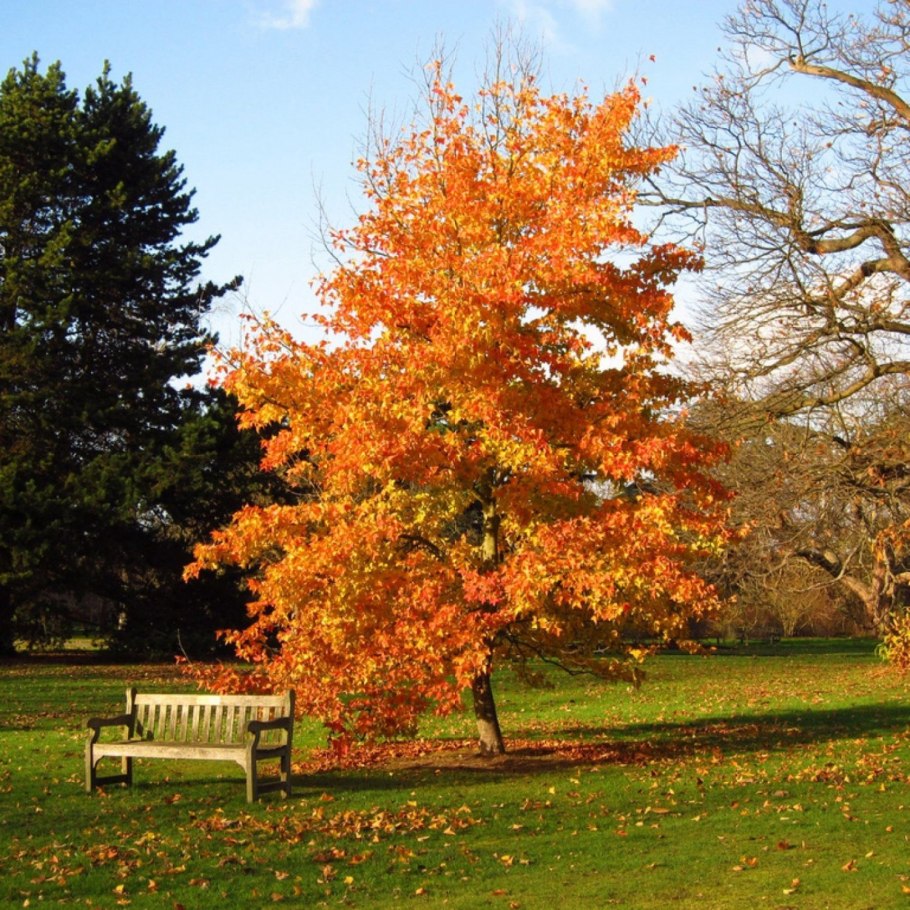 Ликвидамбар Эллен