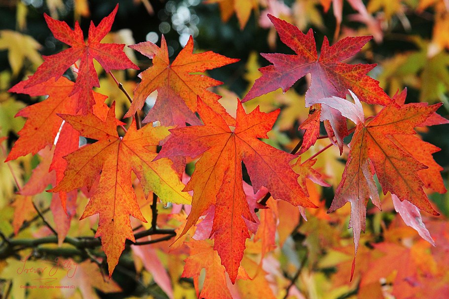 Клен ликвидамбр