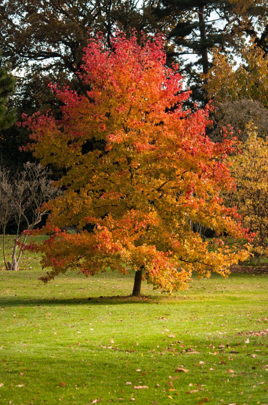 Ликвидамбар Формоза