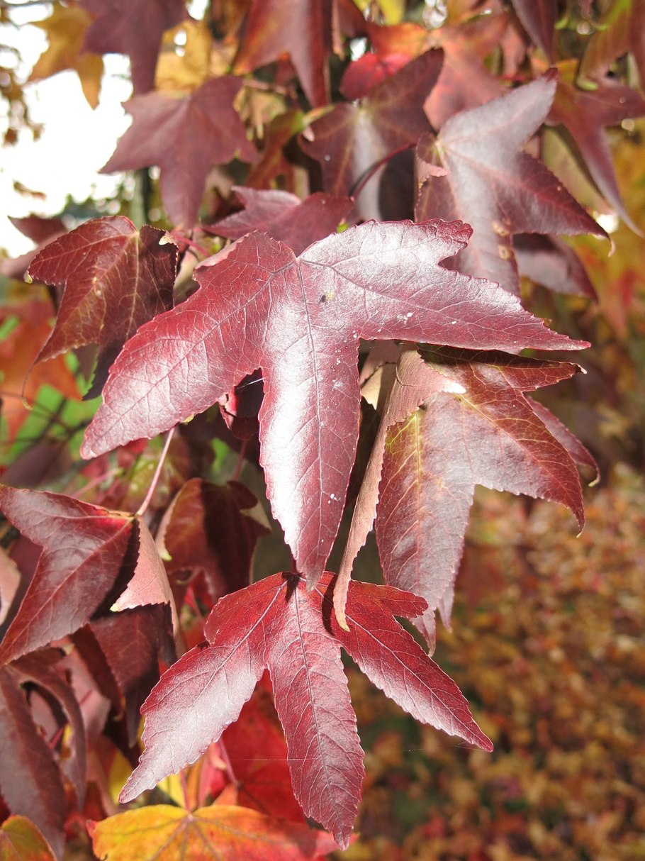 Liquidambar orientalis