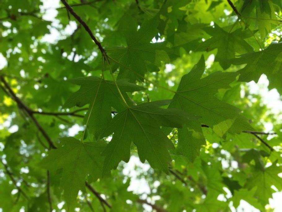 Клен ликвидамбр