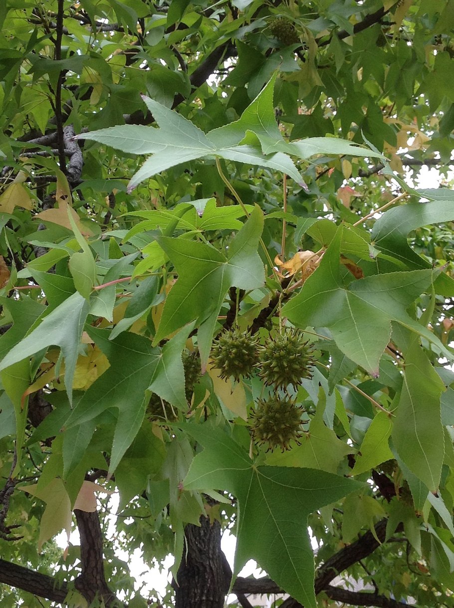 Ликвидамбар Гумбалл