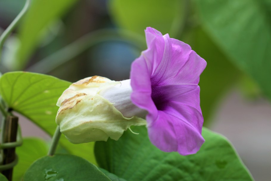 Аргирея нервоза