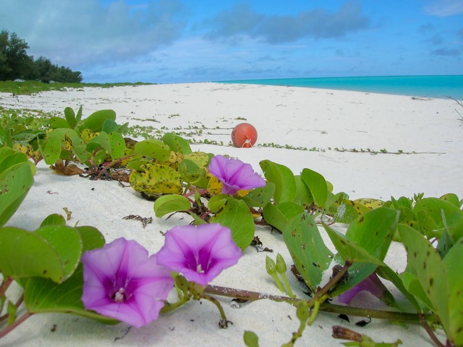 Роза Гавайская (Argyreia nervosa)