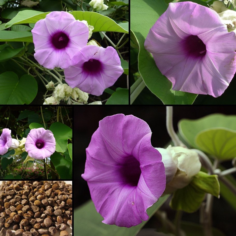 Гавайская древовидная роза