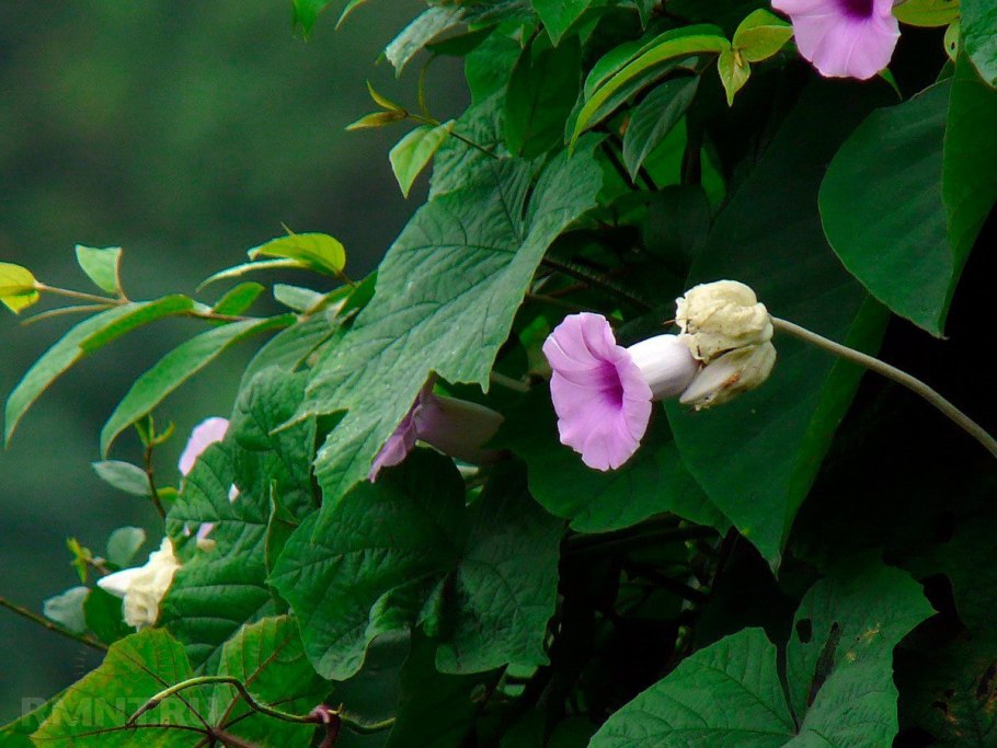 Argyreia populifolia
