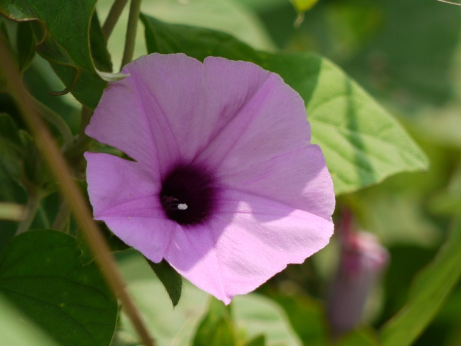 Роза Гавайская