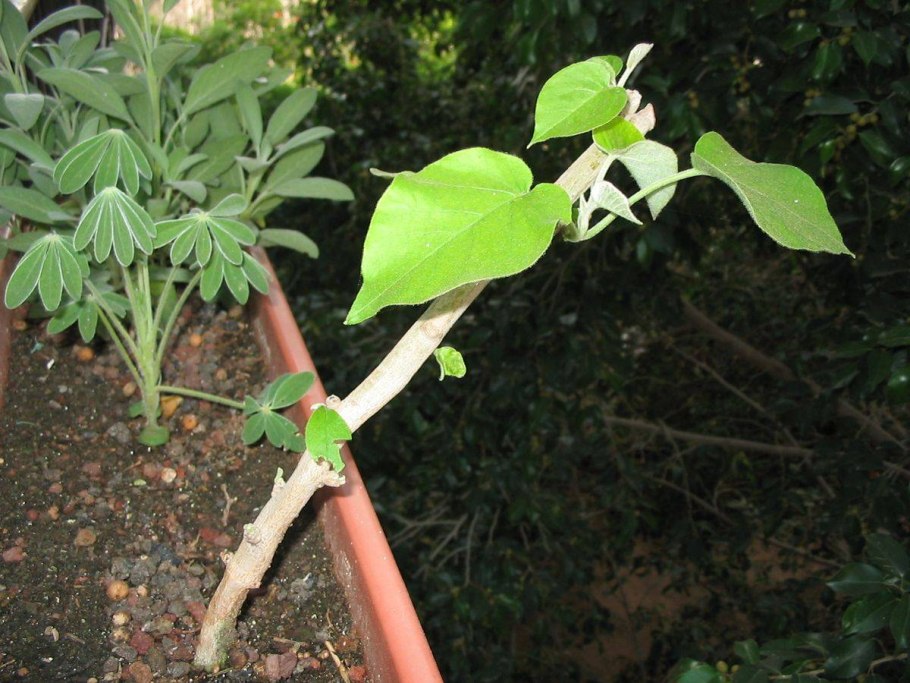 Гибискус китайская роза обрезка