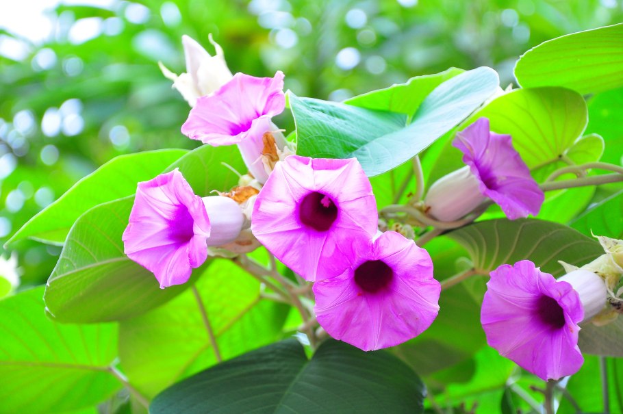 Малая Гавайская древовидная роза