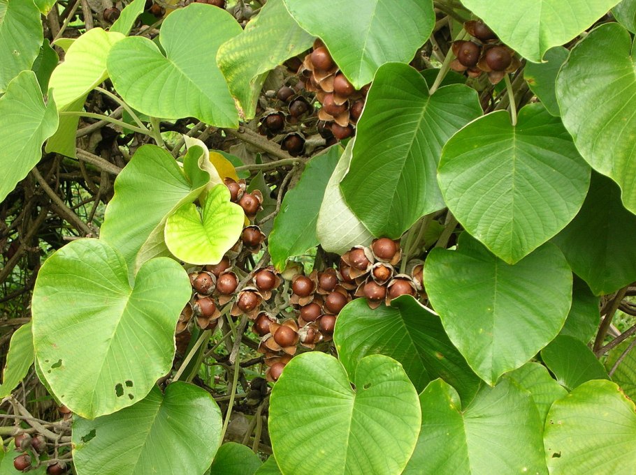 Гавайская роза, Аргирея