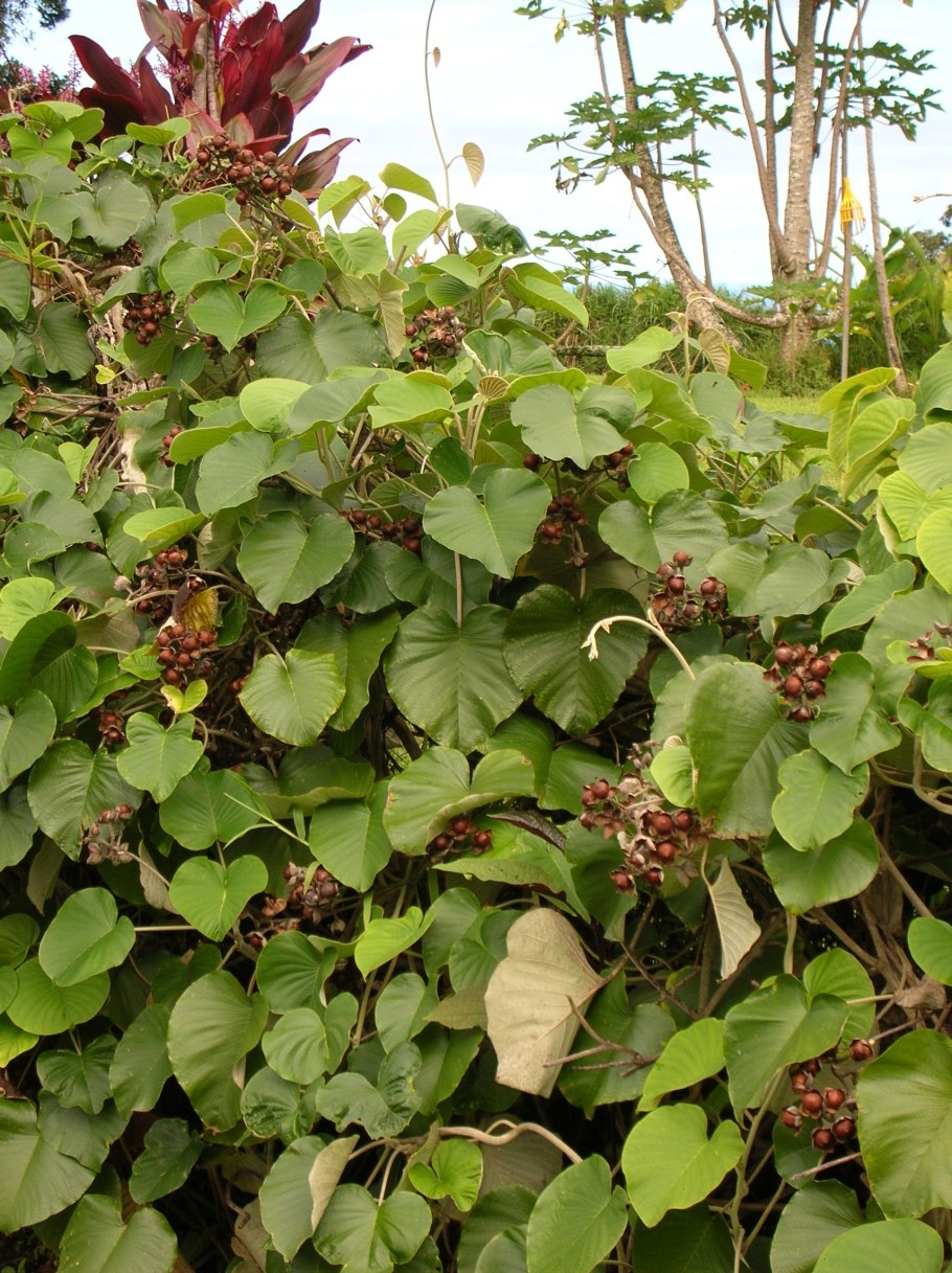 Роза Гавайская (Argyreia nervosa)