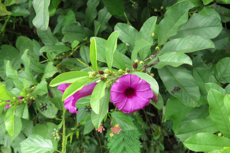 Аргирея жилистая