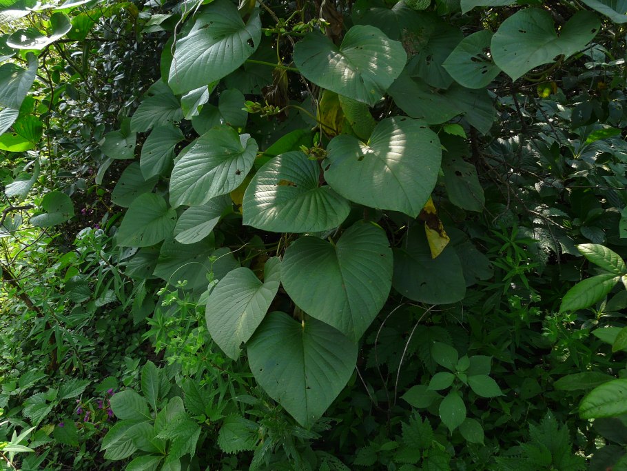 Argyreia nervosa семена