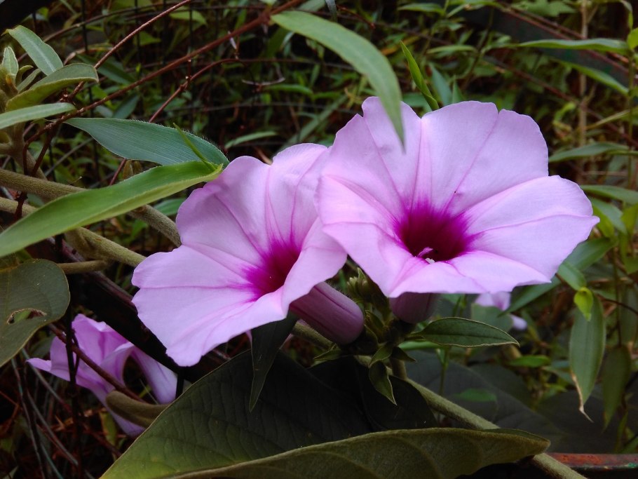 Аргиреи красивой