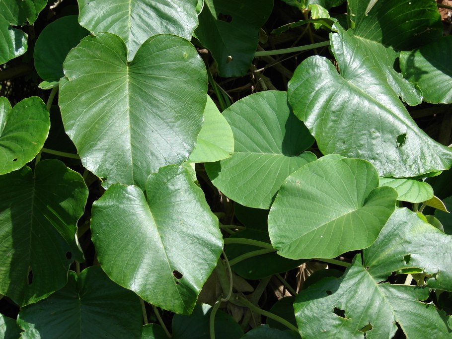 G07-004 Гавайская роза голубая