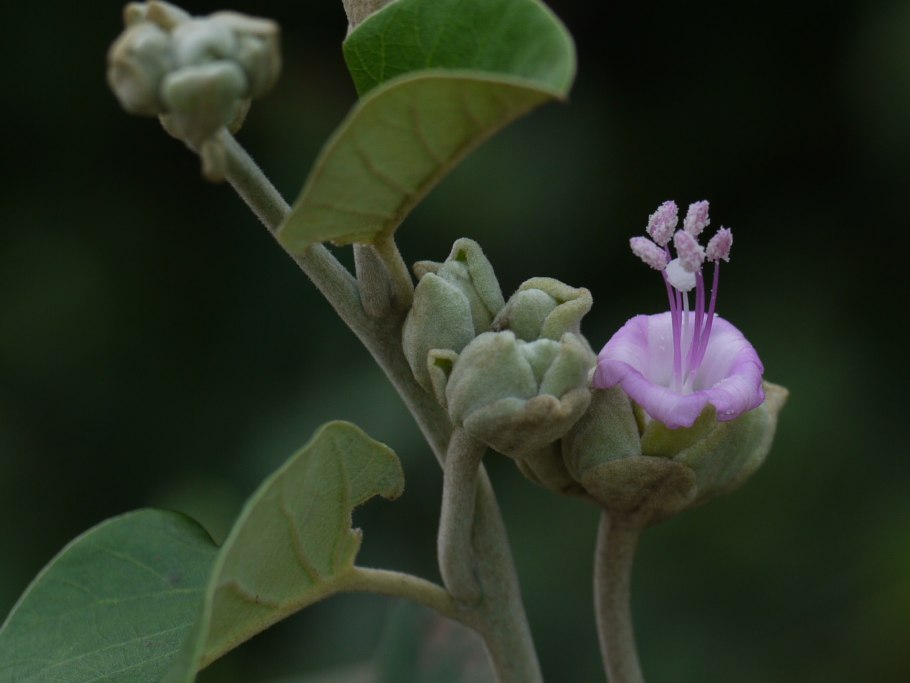 Calotropis gigantea