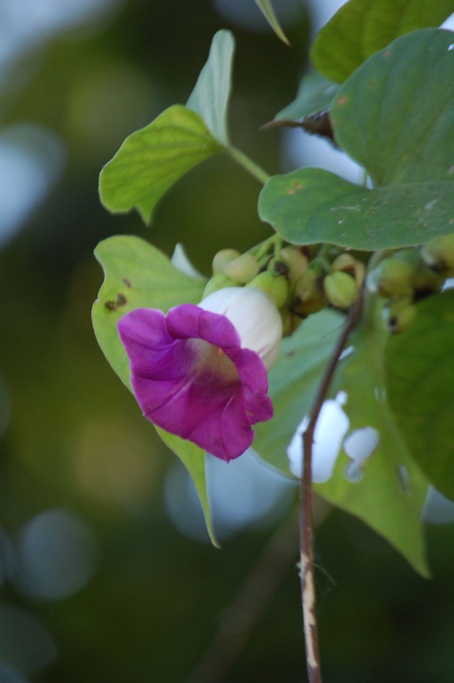 Роза гавайская argyreia nervosa