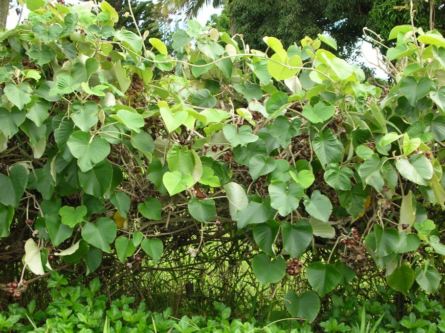 Семена гавайской розы