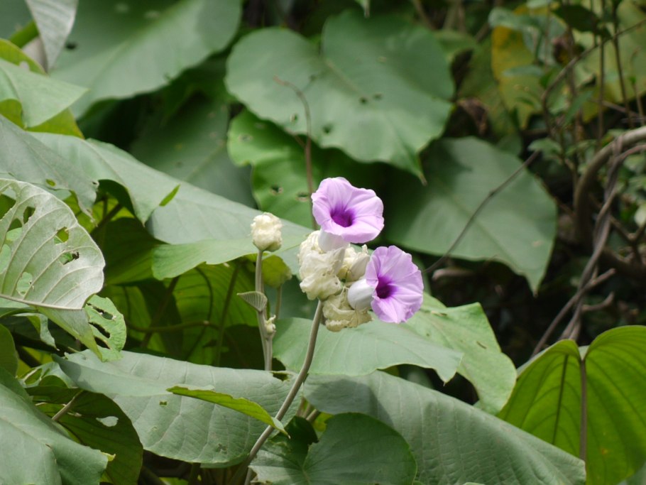 Аргирея форум