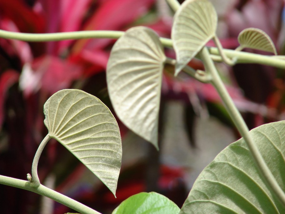 Аргирея жилистая