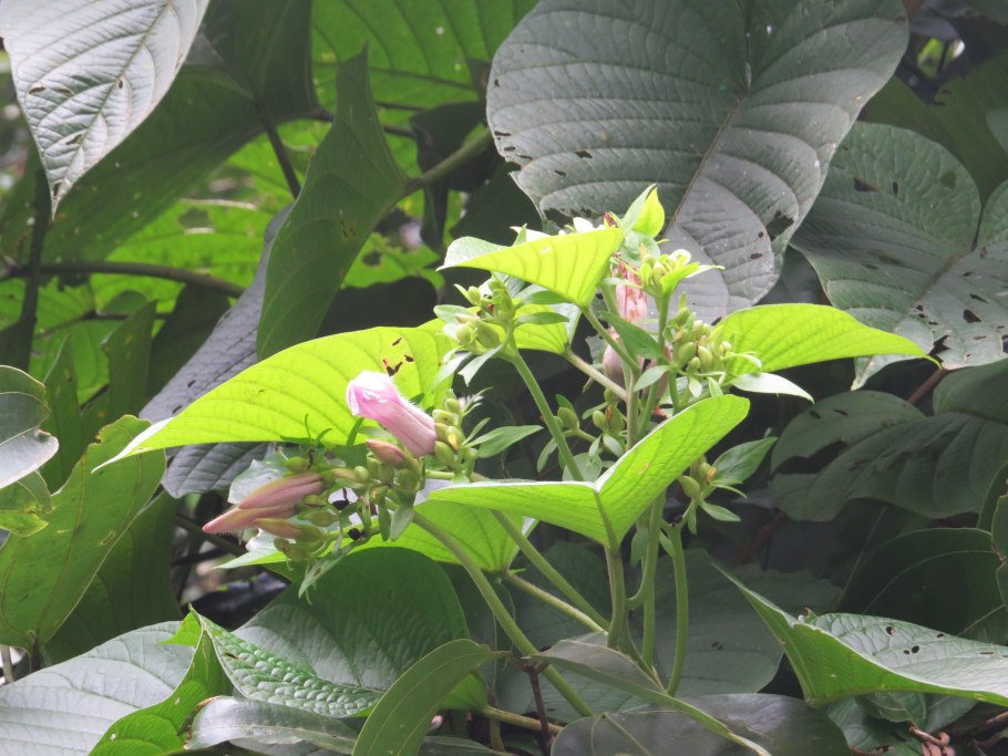 Малая гавайская древовидная роза