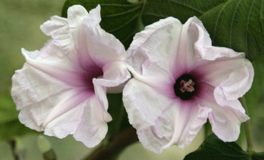 Малая Гавайская древовидная роза