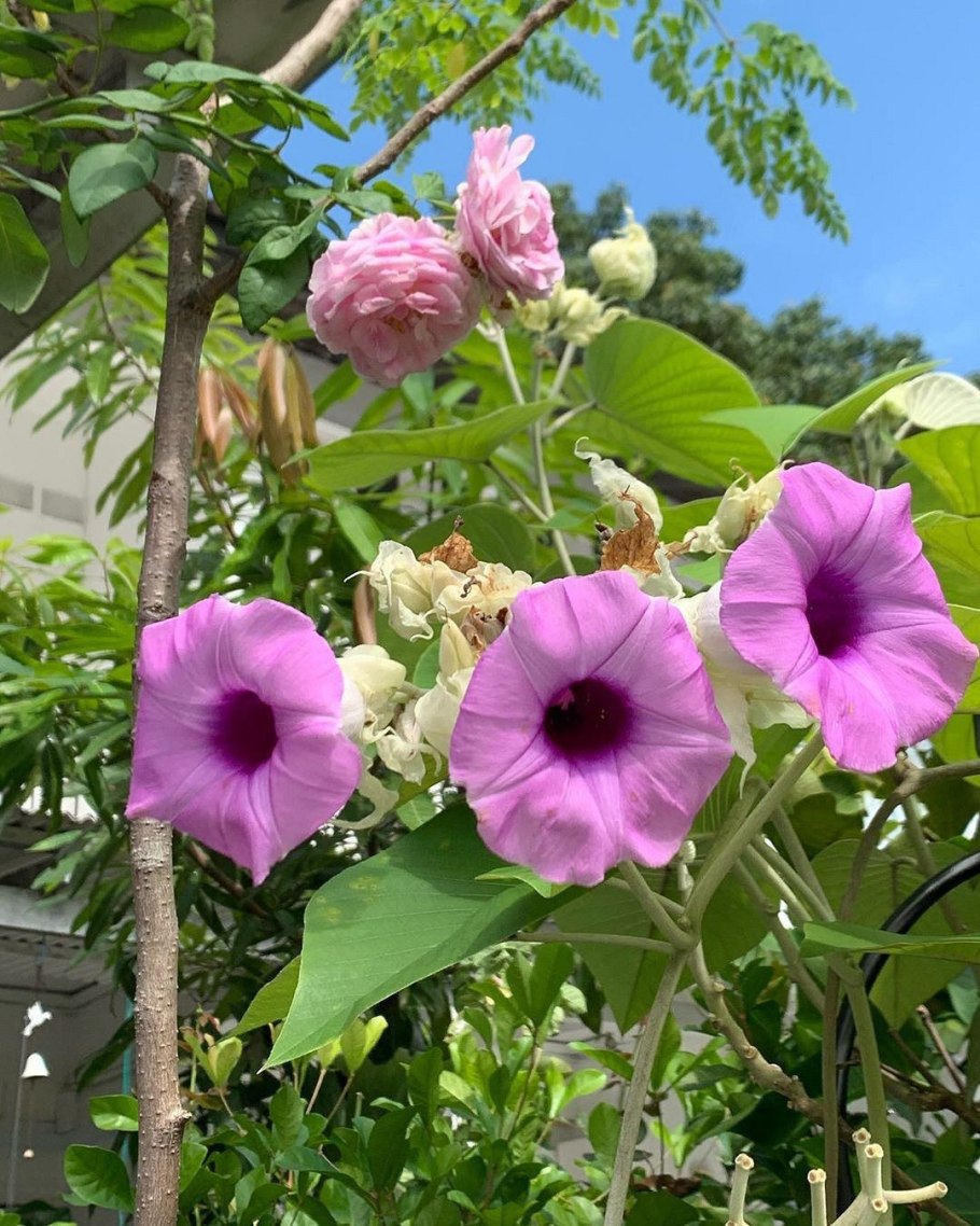 Cuscutai- convulvulaceae