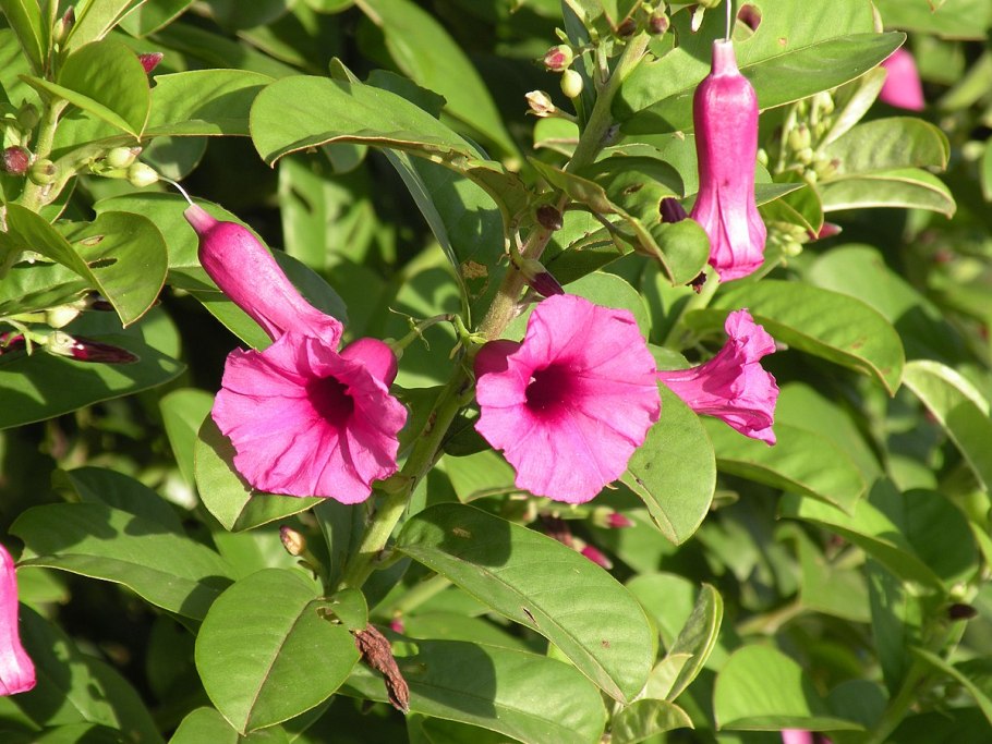 Гибискус (Hibiscus Rosa-sinensis)