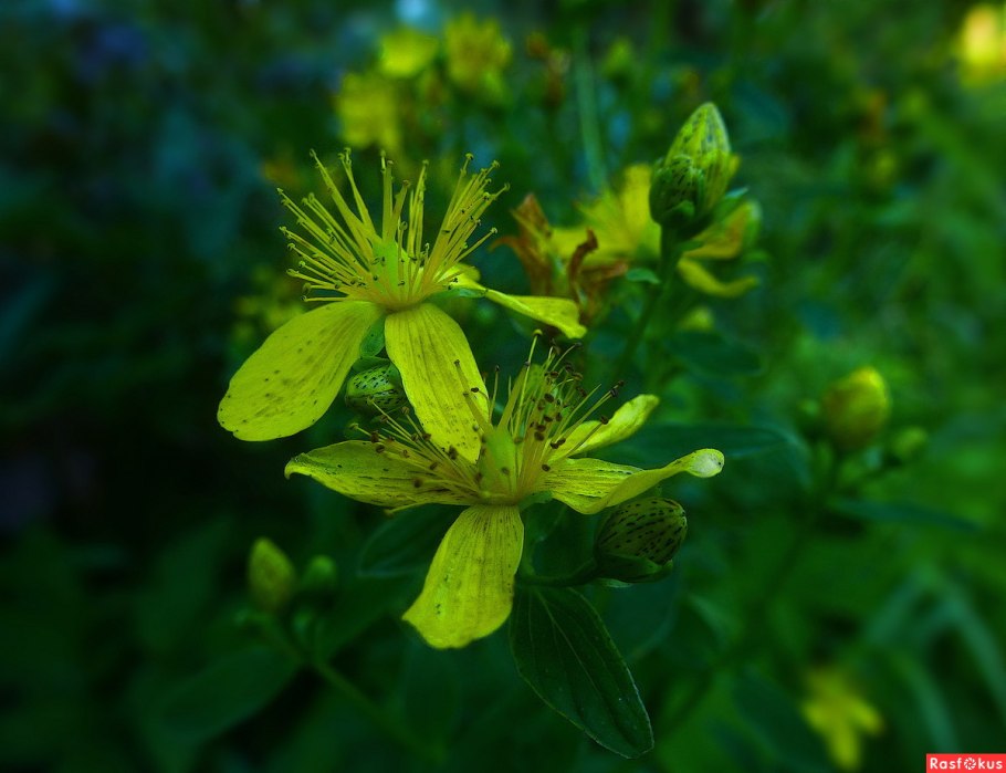 Зверобой горный(Hypericum montanum l.)