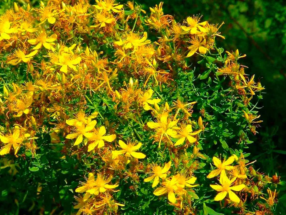 Hypericum perforatum