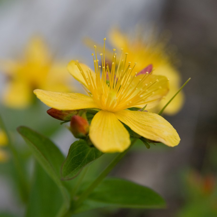 Hypericum sampsonii