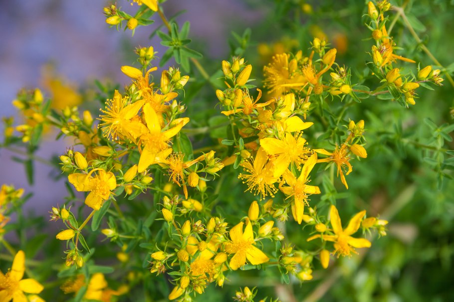 Зверобой продырявленный hypericum perforatum