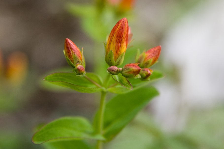 Hypericum kamtschaticum
