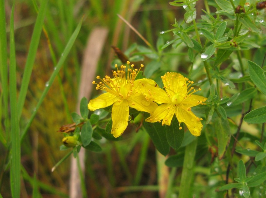 Зверобой Луговой